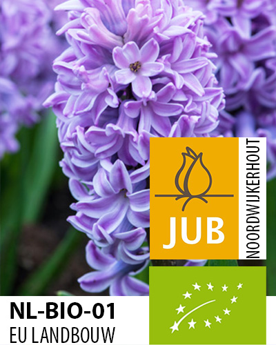 hyacint, kvetove cibulky, cibuloviny, kvety, cibule hyacintov, cubuľoviny